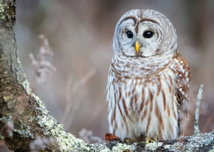 Owl Display